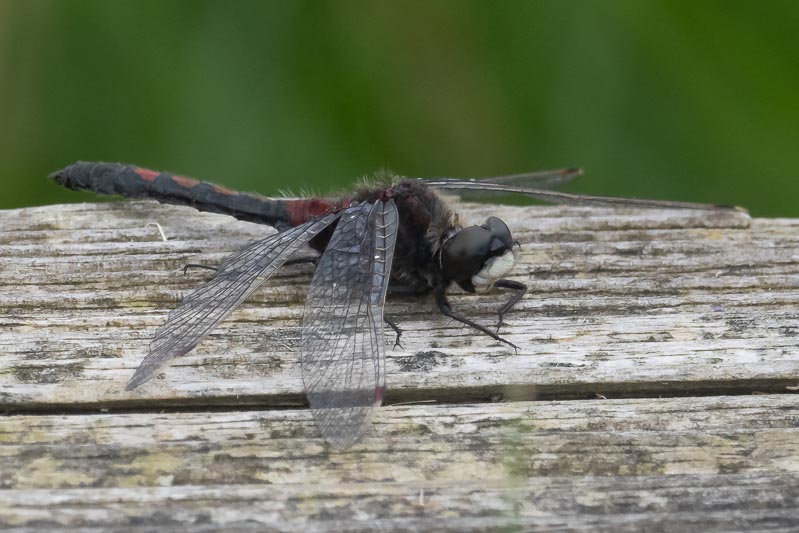 Leucorrhinia rubicunda.jpg